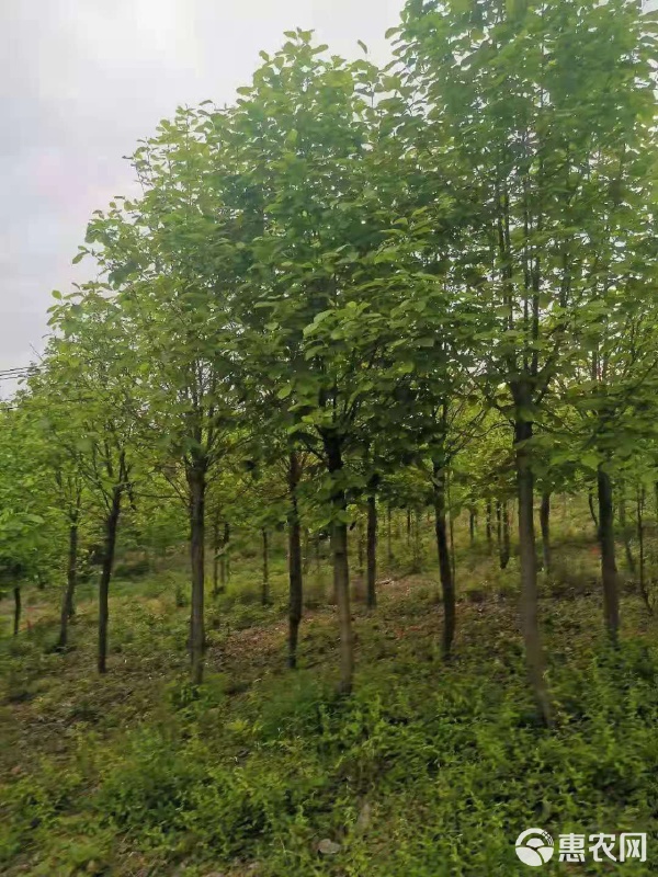 白玉蘭苗木市場(chǎng)價(jià)格解析與園林綠化工程應(yīng)用指南